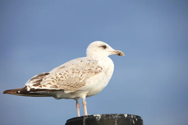 Seeadler sitzt auf Röhre am Meer — Stockfoto