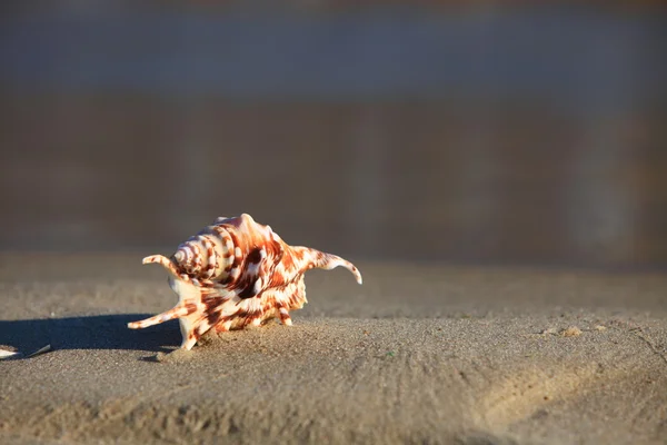 Sea shell on beach — Stock Photo, Image