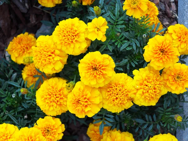 Žluté květy v zahradě. — Stock fotografie