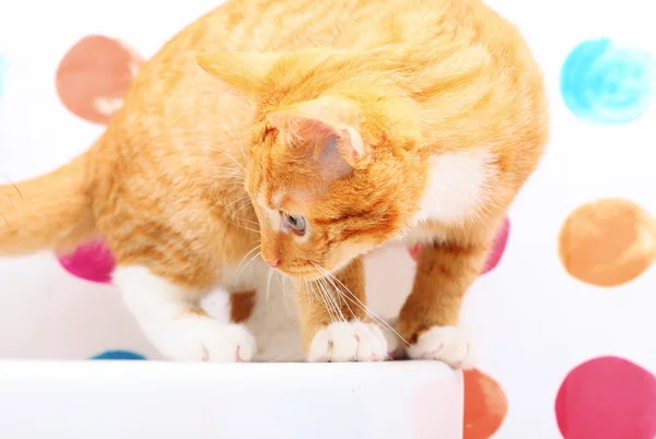 姜猫图库照片 免版税姜猫图片 Depositphotos 姜猫图库照片 免版税姜猫图片 Depositphotos