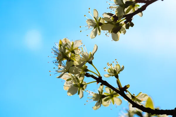 Nature. White blossoms on the branch of apple tree — Stock Photo, Image