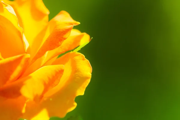 Naturaleza. Rosa naranja flor de fondo — Foto de Stock
