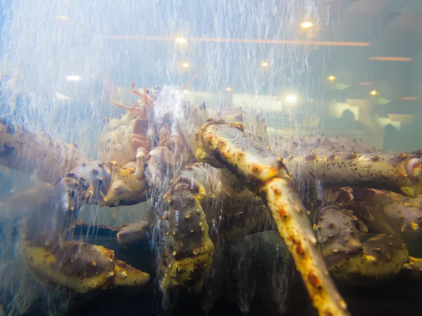 Meeresfrüchte. Krabbe im Aquarium — Stockfoto