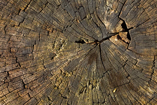 Tronco de árbol viejo —  Fotos de Stock