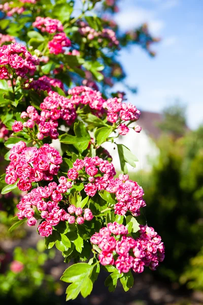 ดอกไม้สีชมพูของต้นฮอว์ธอร์น — ภาพถ่ายสต็อก