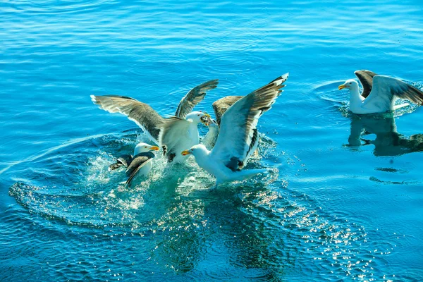 Mouettes luttant pour la nourriture — Photo