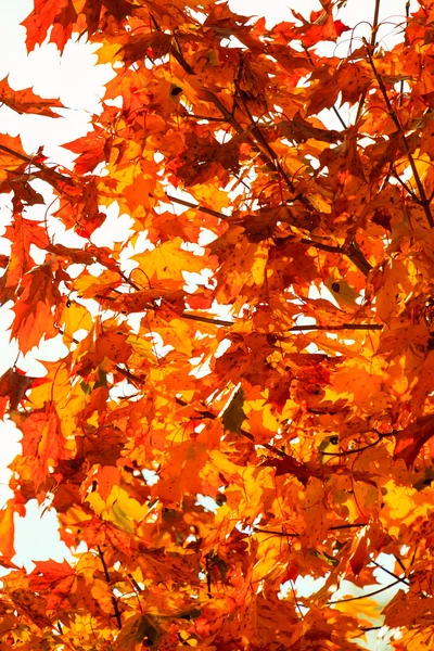 Herfstbladeren natuurlijke achtergrond — Stockfoto