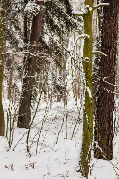 Деревья, покрытые снегом — стоковое фото