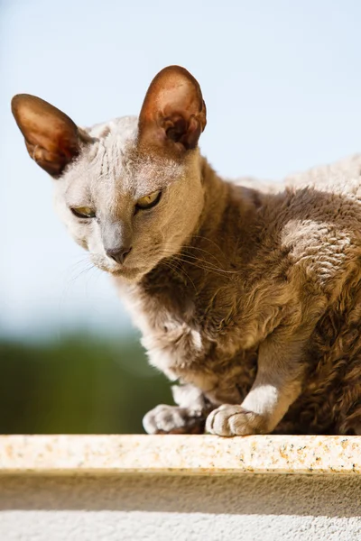 Dieren thuis. Egyptische mau cat — Stockfoto