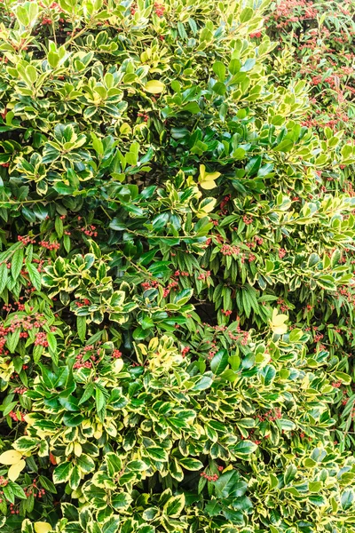 Grüner Baum verlässt Natur Hintergrund — Stockfoto