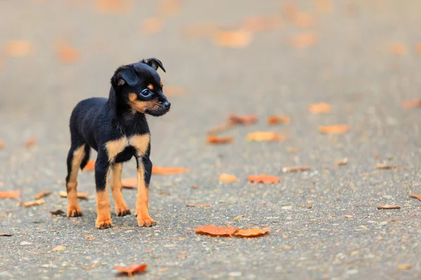 Şirin köpek yavrusu açık havada — Stok fotoğraf