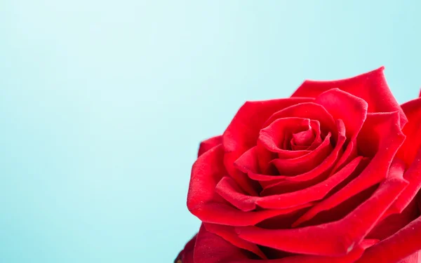 Gros plan de fleur de rose rouge en fleurs sur bleu — Photo