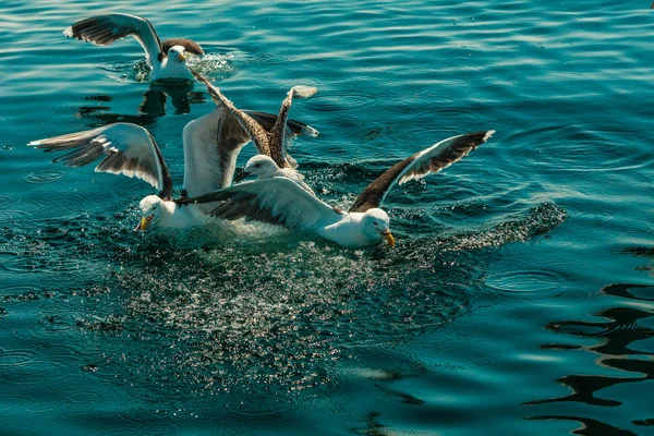 海鸥在为食物而战 — 图库照片
