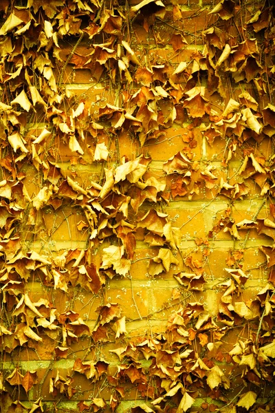 Duvar ve kuru sarmaşık yaprakları — Stok fotoğraf