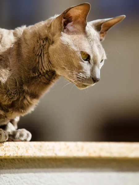 Egyptische mau kat — Stockfoto