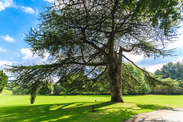 Campo verde — Fotografia de Stock