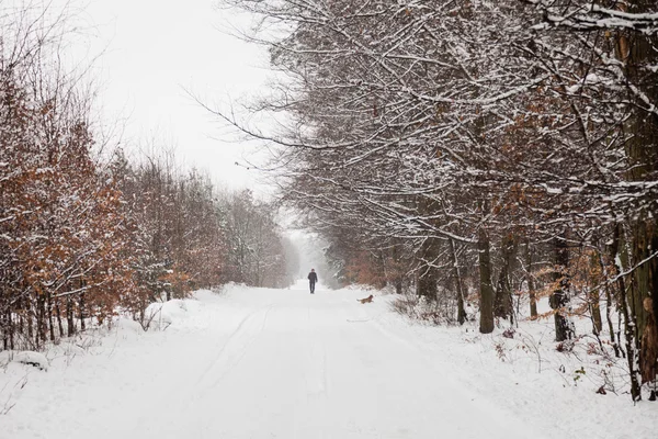 Callejón en bosque de invierno . — Foto de Stock