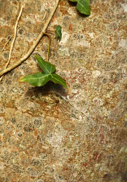 石の壁とツタの葉 — ストック写真