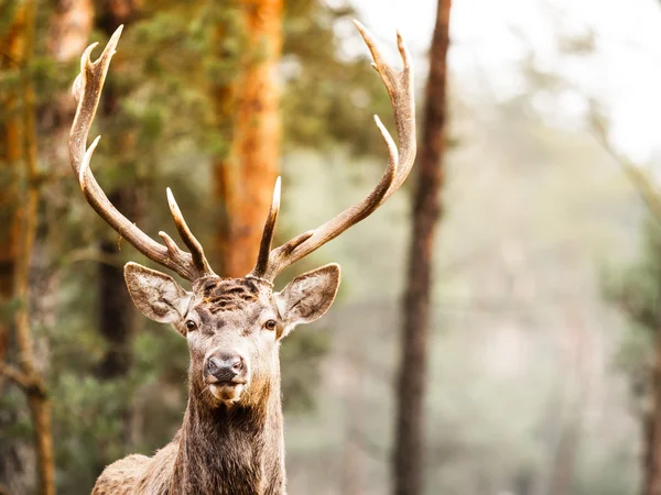 Cerfs dans la forêt d'automne — Photo