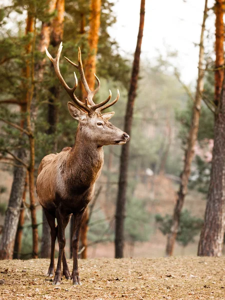 Cerfs dans la forêt d'automne — Photo