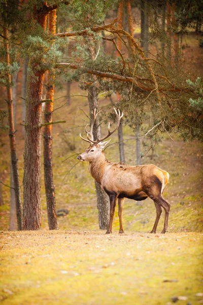 Deer in autumn  forest — Stock Photo, Image