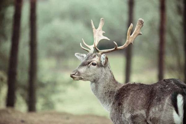 Deer  in  forest — Stock Photo, Image