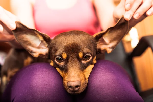 Hund entspannt sich auf menschlichen Beinen — Stockfoto