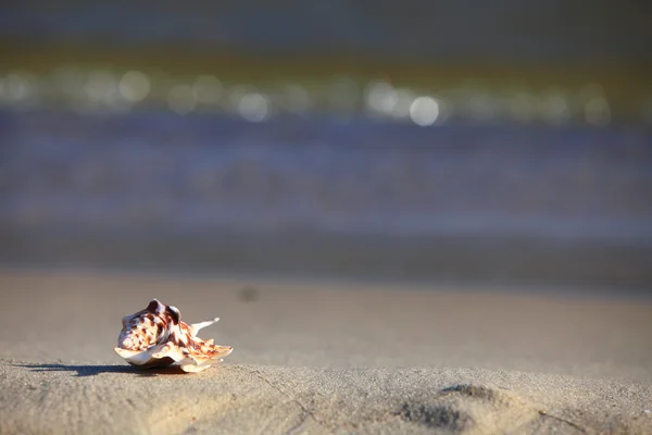 Sea shell on beach — Stock Photo, Image