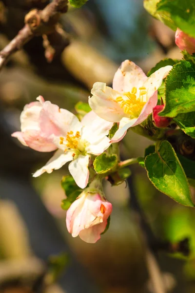 Bloesem van apple tree — Stockfoto