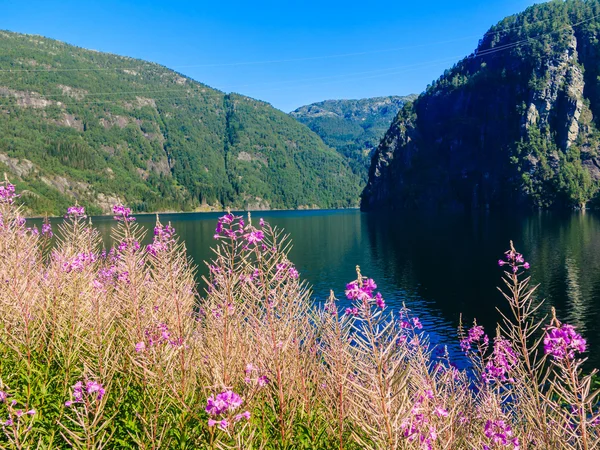 Krajina a fjord v Norsku. — Stock fotografie