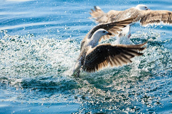 Mouettes dans la lutte pour la nourriture — Photo