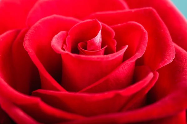 Blossoming red rose — Stock Photo, Image