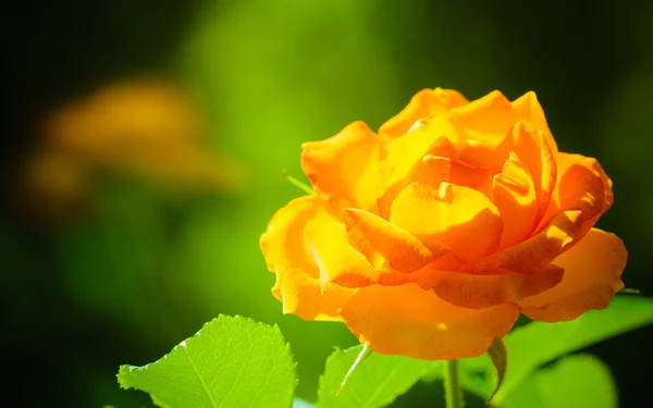 Orange rose — Stock Photo, Image