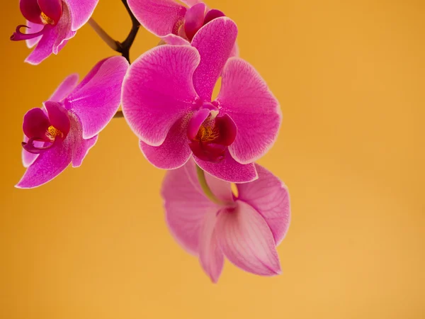 Phalaenopsis. rosa lila Orchideenblume drinnen. — Stockfoto