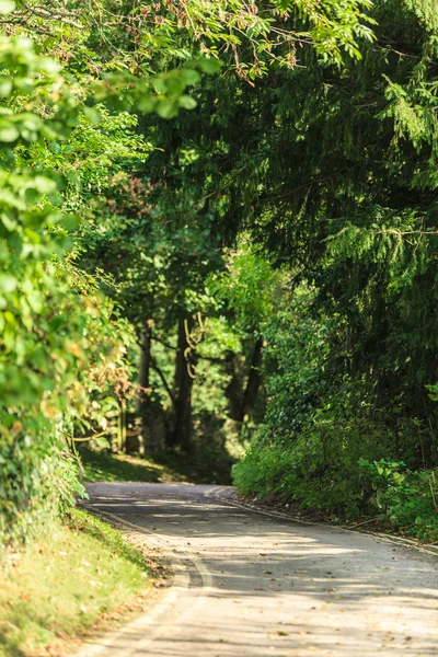 Vista al campo. Callejón de carretera en el parque forestal . —  Fotos de Stock