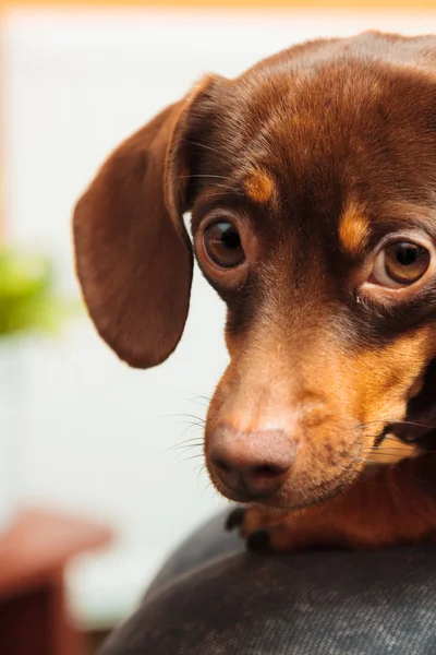 Mixed dog relaxing on bed — Stock Photo, Image