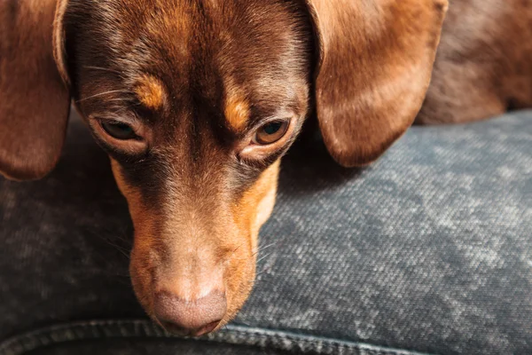 Hund avkopplande på mänskliga ben — Stockfoto