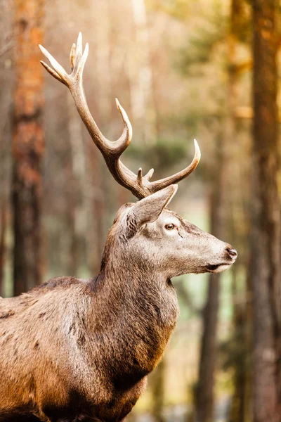 Veado vermelho na floresta — Fotografia de Stock