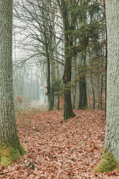 Landsväg i skogen — Stockfoto