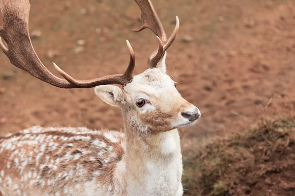 Young male deer in park. — Stock Photo, Image