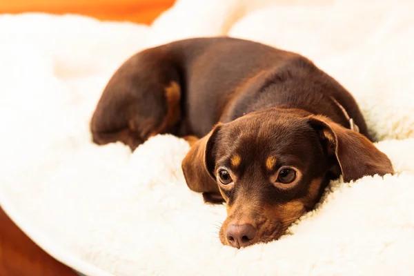 Mixed dog relaxing on bed — Stock Photo, Image