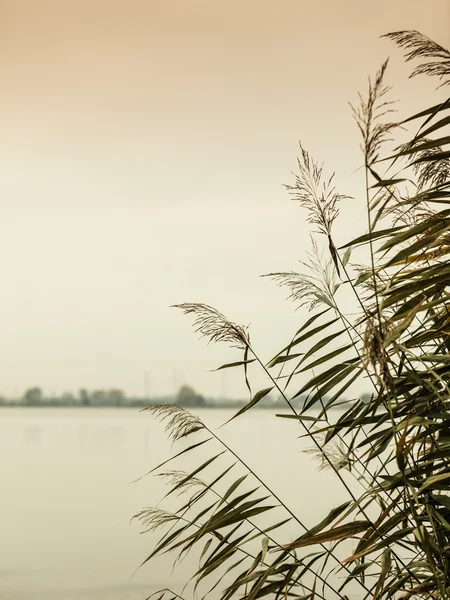 Canne sul lago — Foto Stock