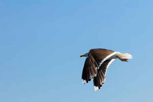 Fundo céu Seagon — Fotografia de Stock