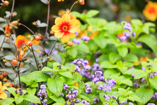 정원에 있는 꽃들 — 스톡 사진