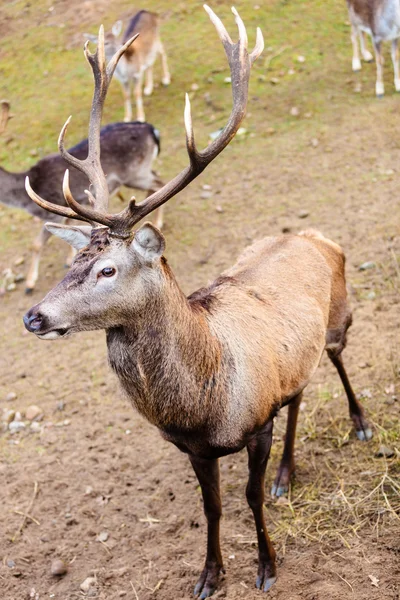 Red deer op weide — Stockfoto