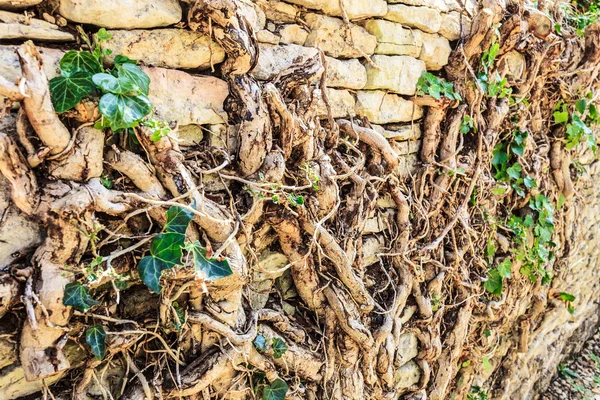 Parede de pedra com raiz de árvore — Fotografia de Stock