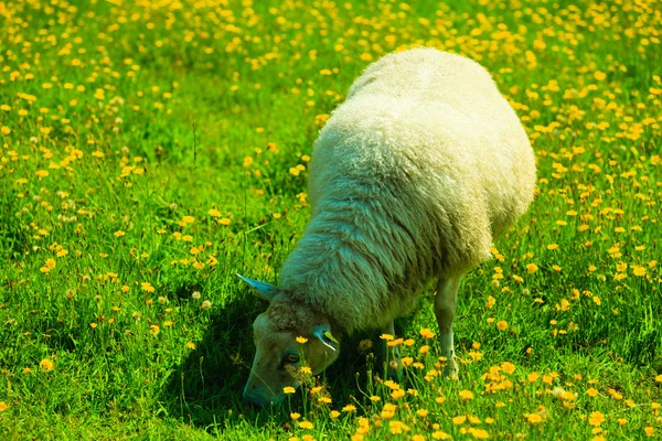 Ovejas en el prado de montaña — Foto de Stock