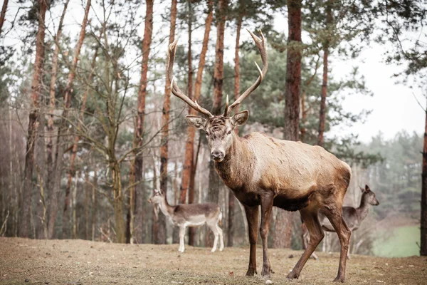 Rode herten in de herfst vallen bos — Stockfoto