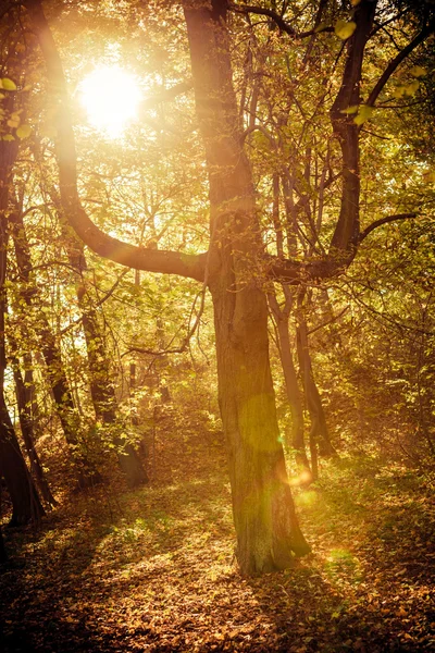 Zonnestralen trog bomen in park — Stockfoto