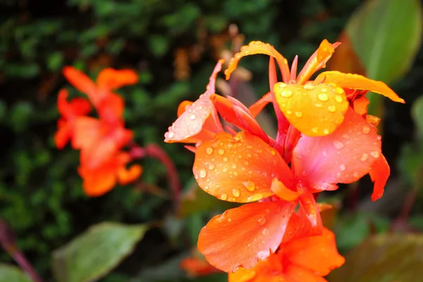Fleurs orange dans le jardin — Photo